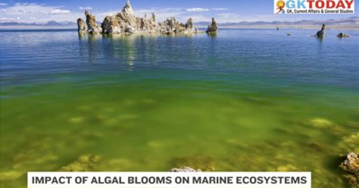 How Do Algae Blooms Destroy Aquatic Life?