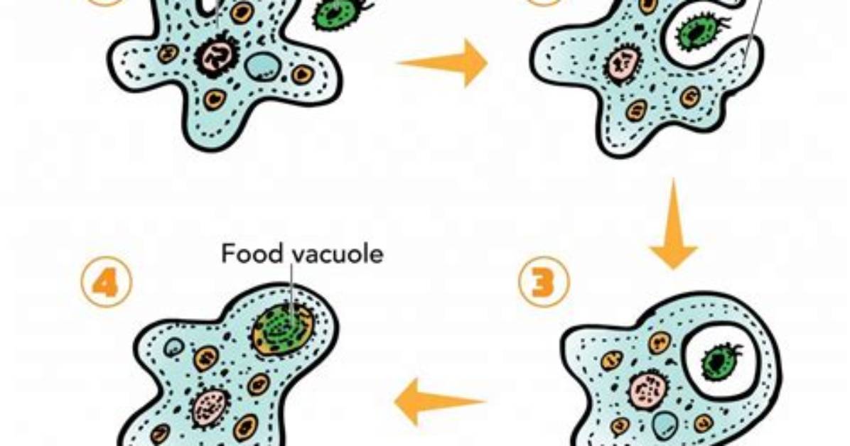 How Do Amoebas Communicate