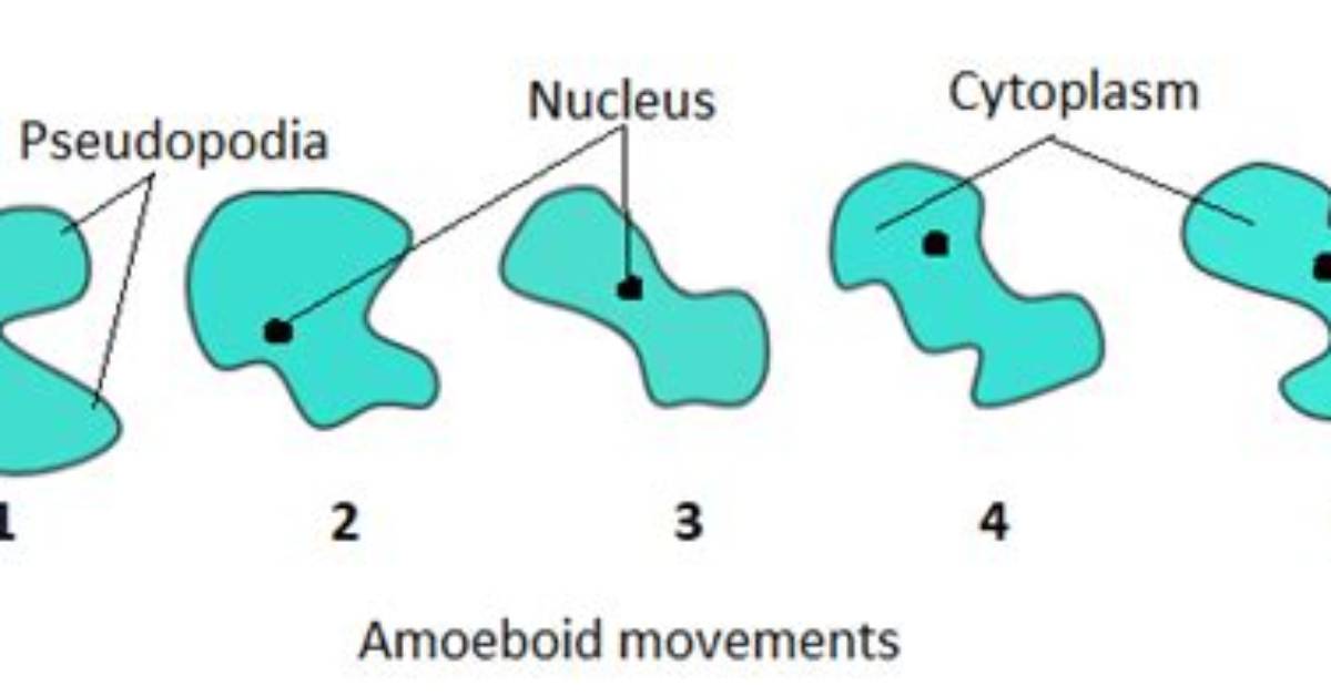 How Do Amoeboids Move and Eat?