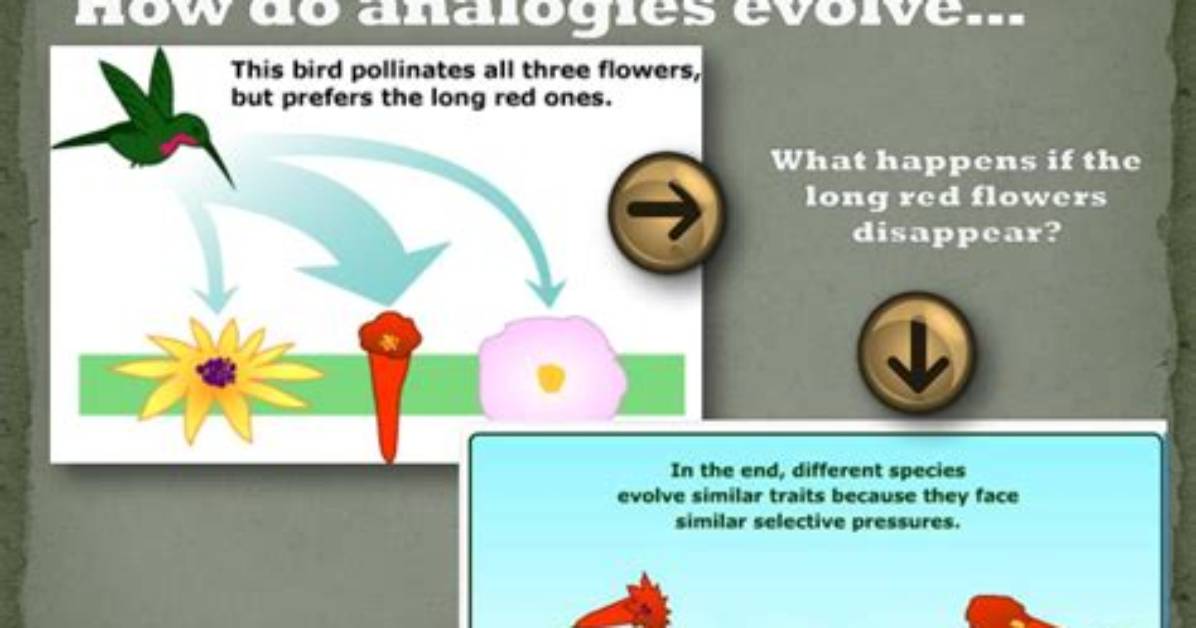 How Do Analogies Evolve?