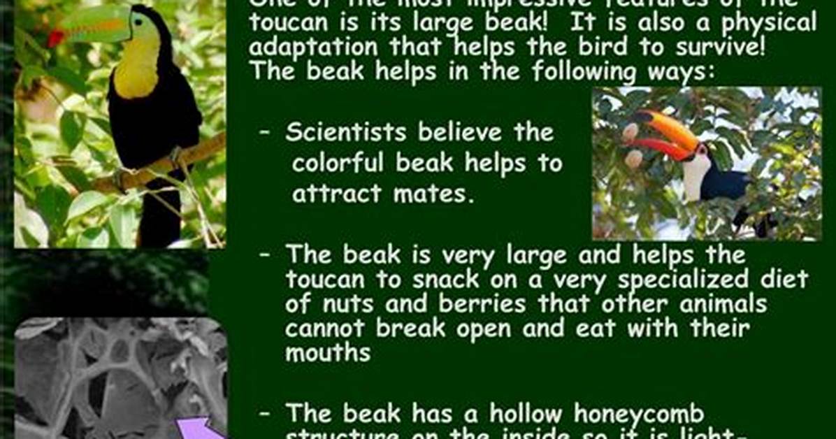 How Do Animals Adapt in the Rainforest