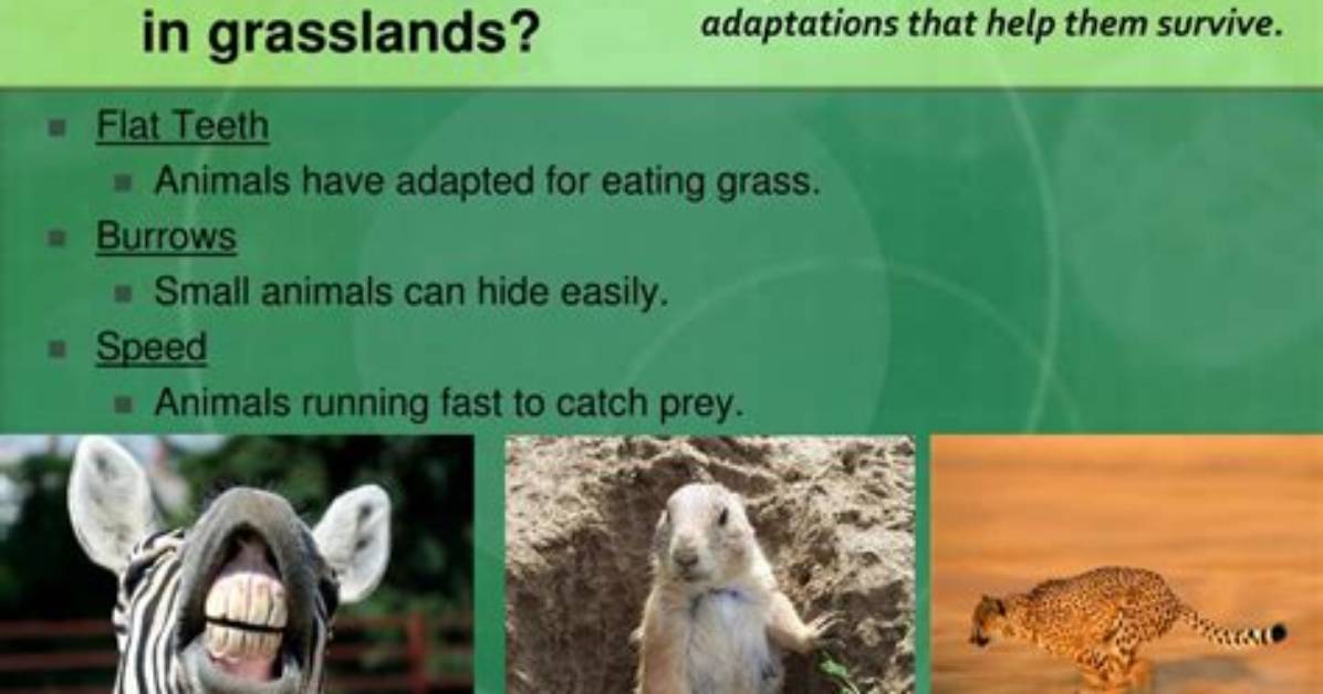 How Do Animals Adapt to Grasslands