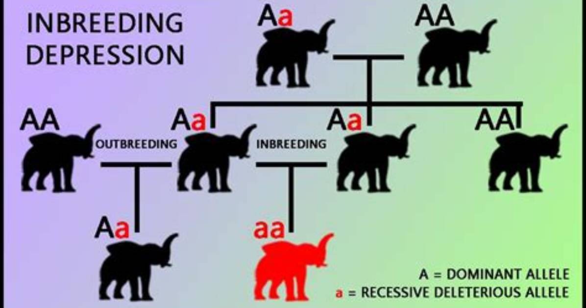 How Do Animals Avoid Inbreeding?