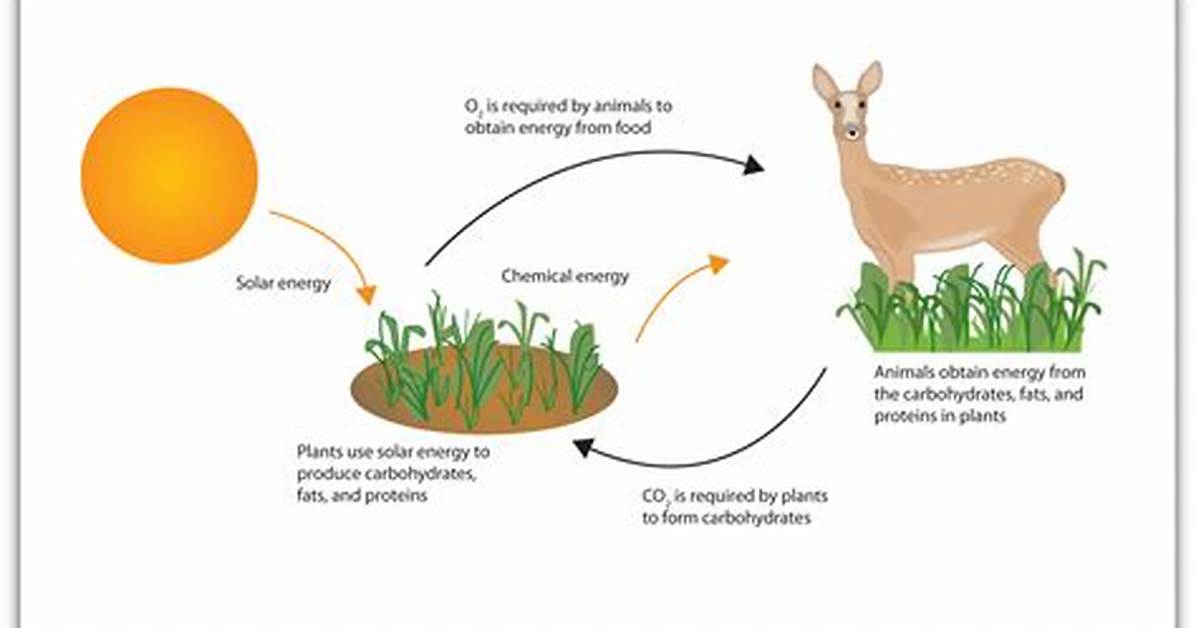 How Do Animals Get Energy