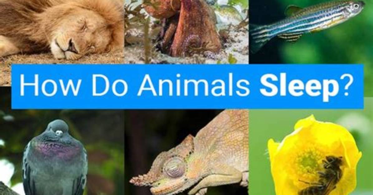 How Do Animals Sleep - Lisbd-Net. Com