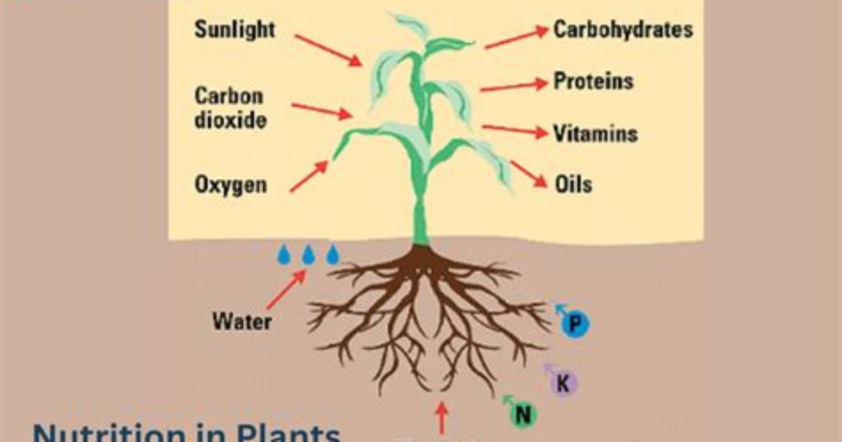 How Do Aquatic Plants Absorb Nutrients