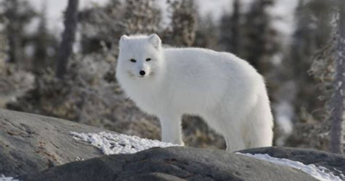 How Do Arctic Fox Adapted to Their Environment