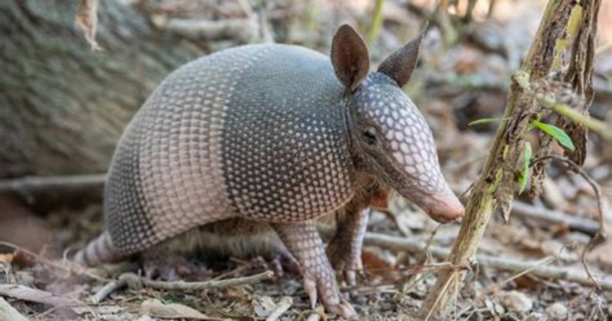 How Do Armadillos Move