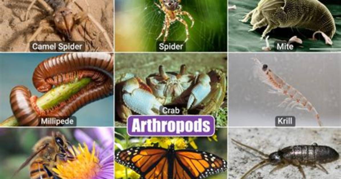 How Do Arthropods Eat - Lisbd-Net. Com