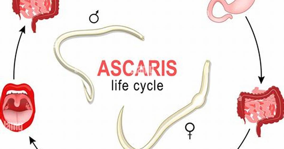 How Do Ascaris Breathe