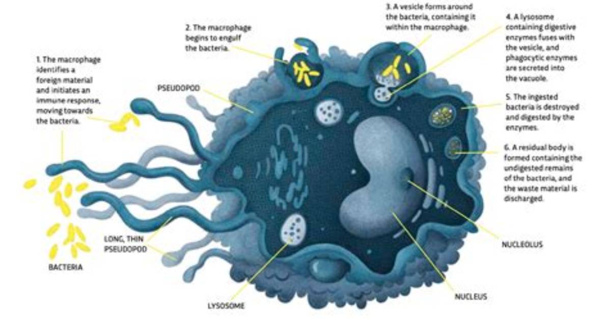 How Do Bacteria Destroy Cells