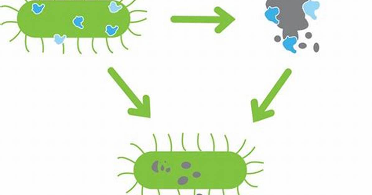 How Do Bacteria Feed - Lisbd-Net. Com
