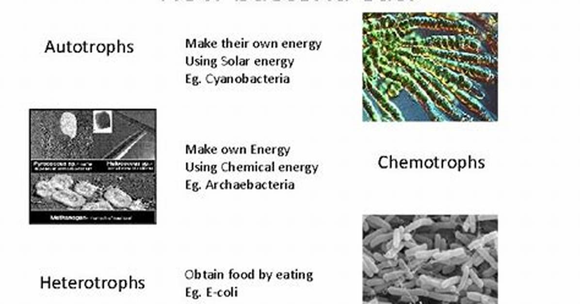 How Do Bacteria Make Food