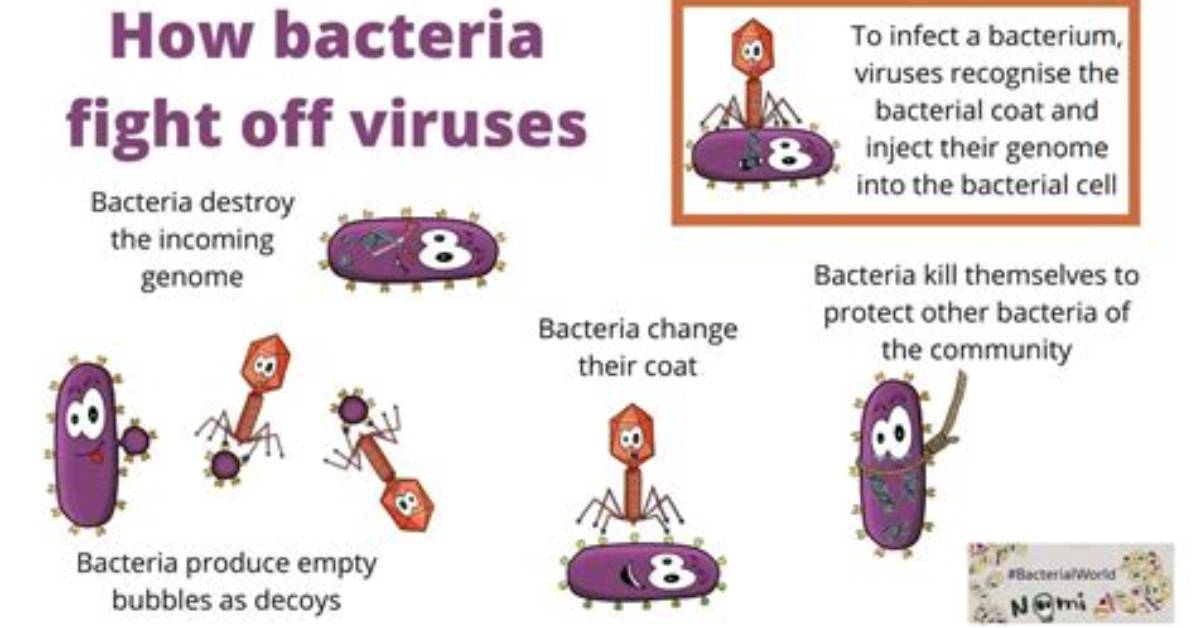 How Do Bacteria Protect Themselves from Foreign Dna?