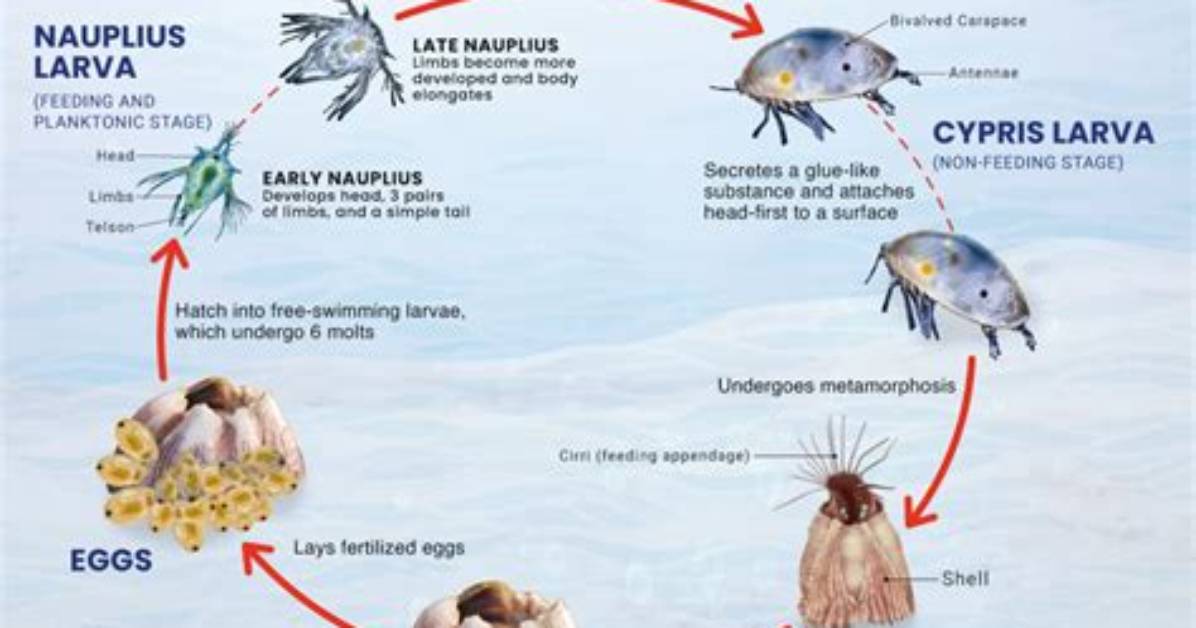 How Do Barnacles Form?