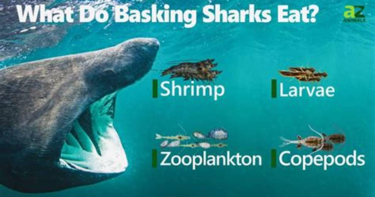 How Do Basking Sharks Eat?