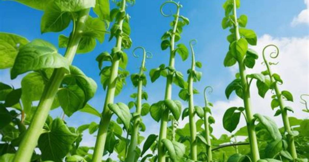 How Do Beanstalks Grow?