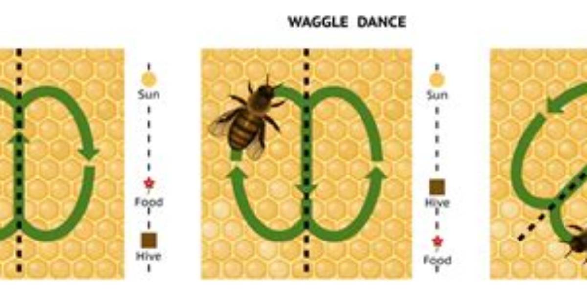 How Do Bees Communicate Distance