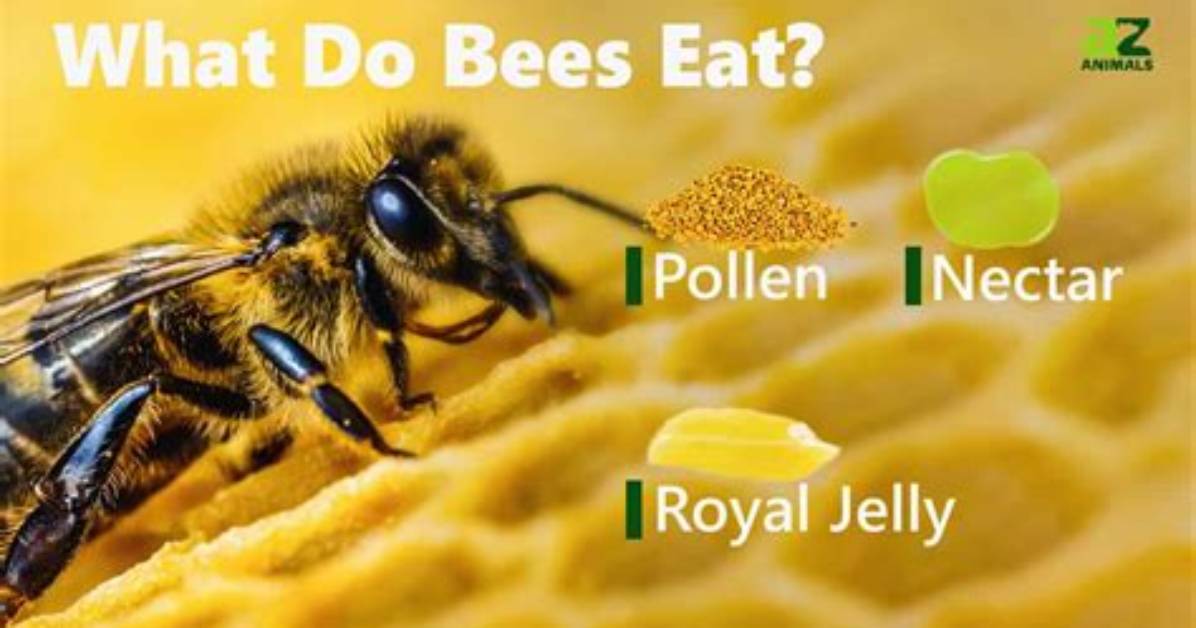 How Do Bees Find Food