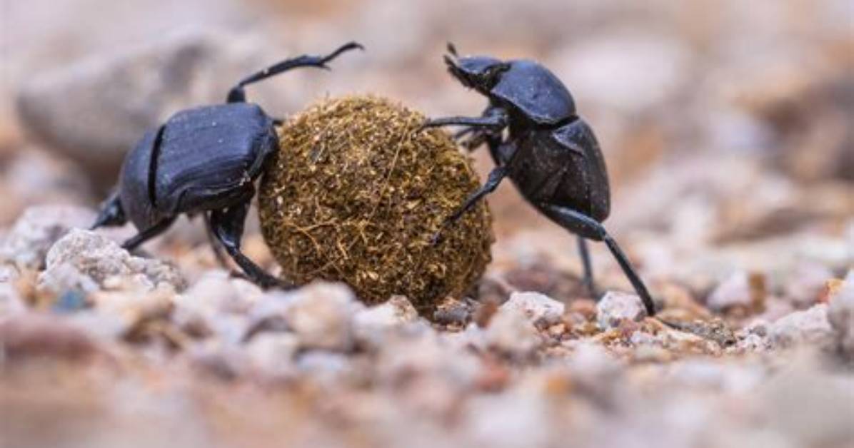 How Do Beetles Hunt