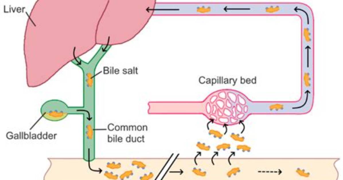 How Do Bile Salts Work