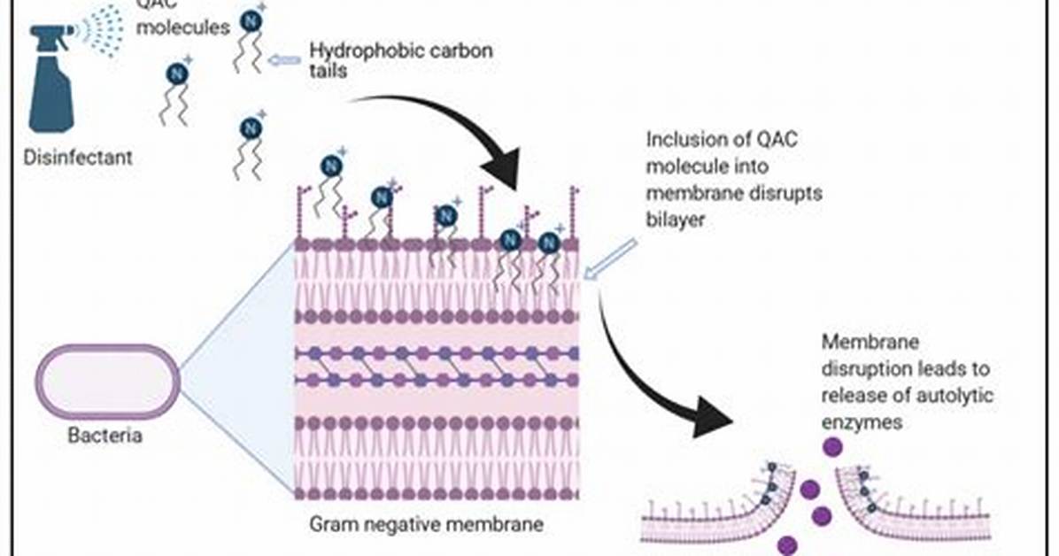How Do Biocides Work?