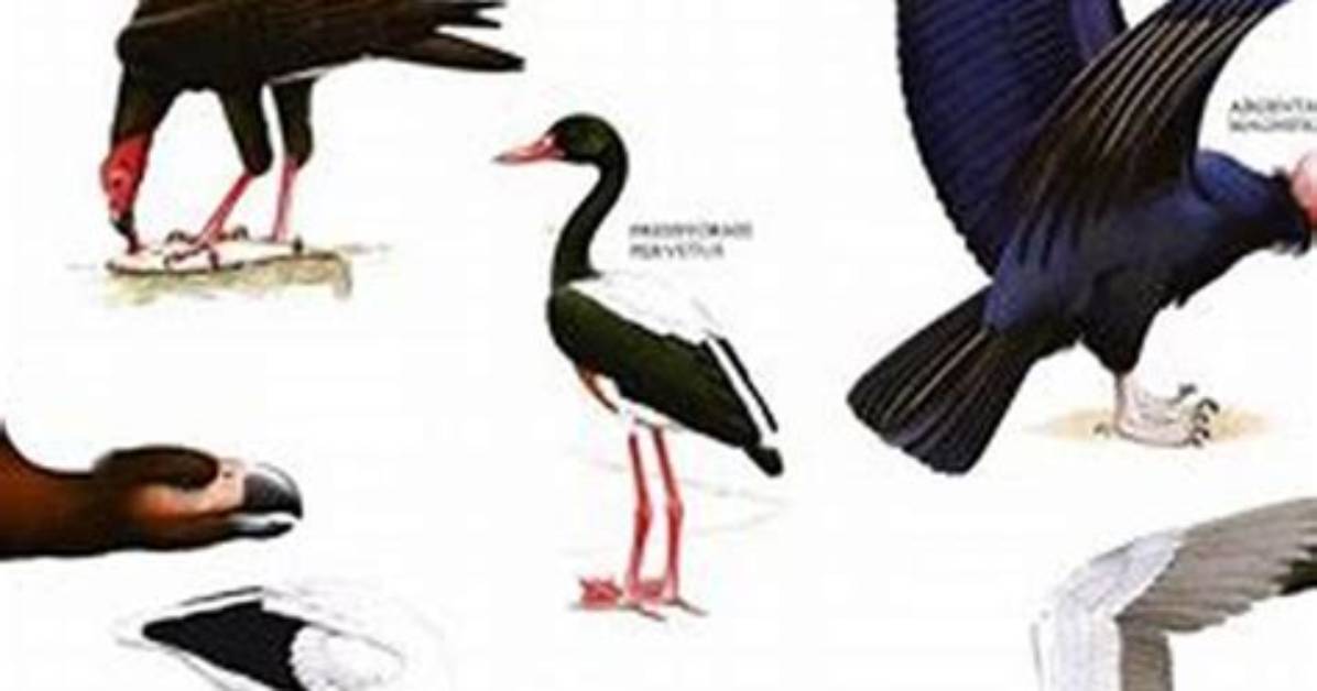 How Do Birds Land - Lisbd-Net. Com