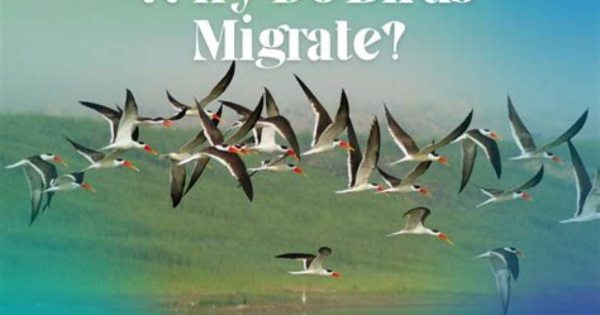 How Do Birds Migrate