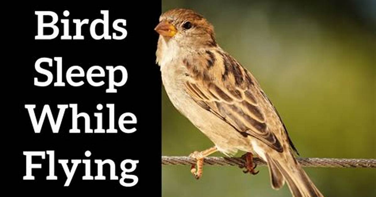 How Do Birds Sleep While Flying