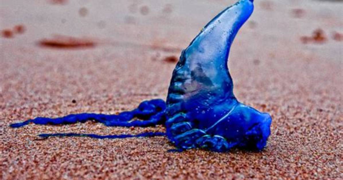 How Do Blue Bottles Eat?