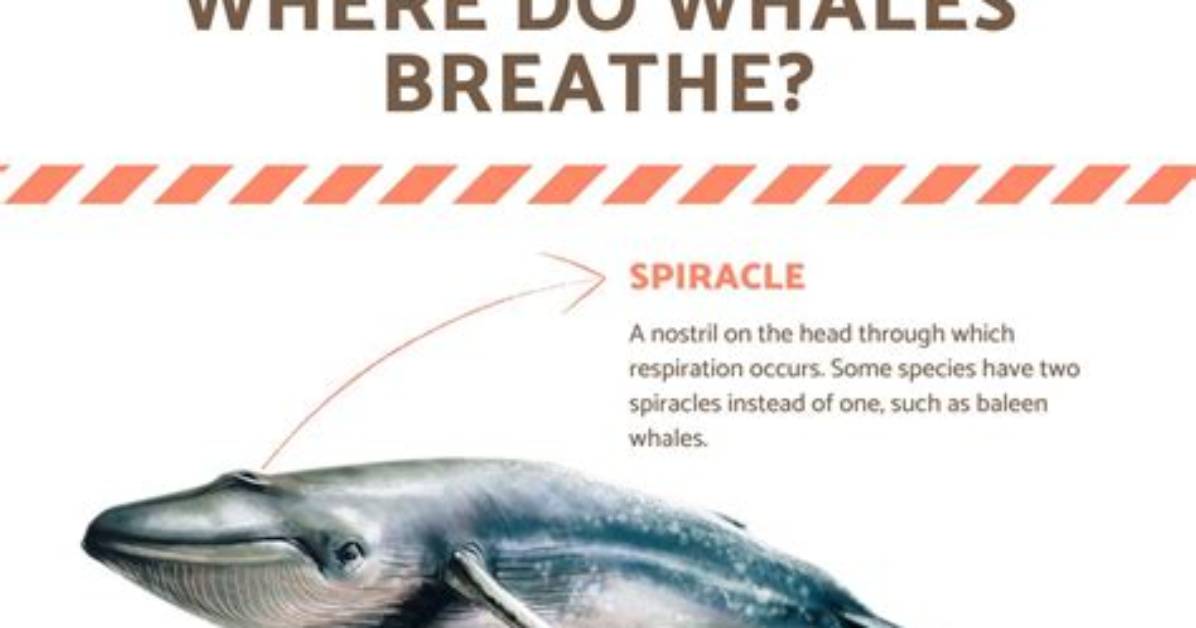 How Do Blue Whales Breathe