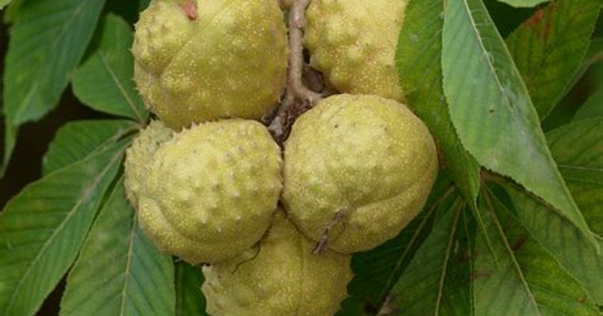 How Do Buckeyes Grow