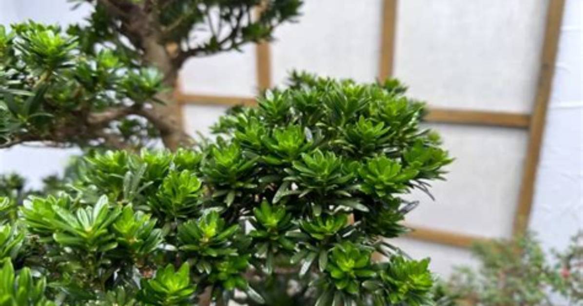 How Do Buddhist Pines Grow