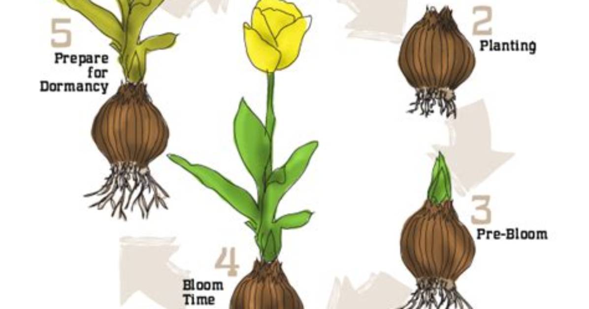 How Do Bulbs Reproduce?