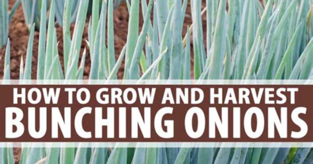 How Do Bunching Onions Grow