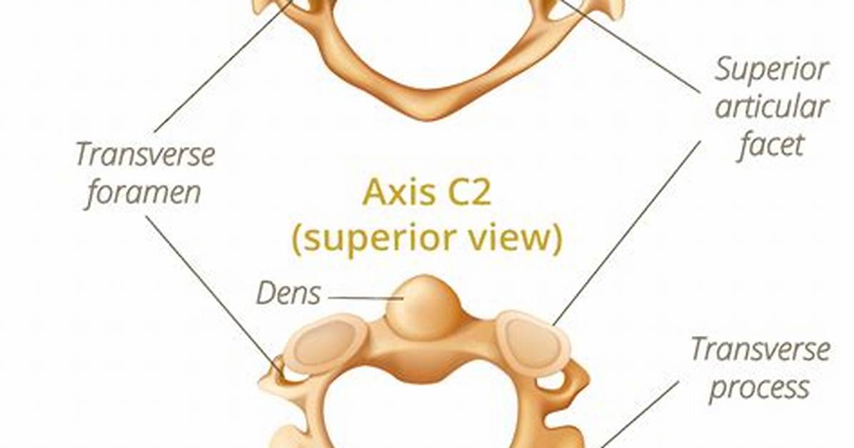 How Do C1 and C2 Differ from Other Vertebrae