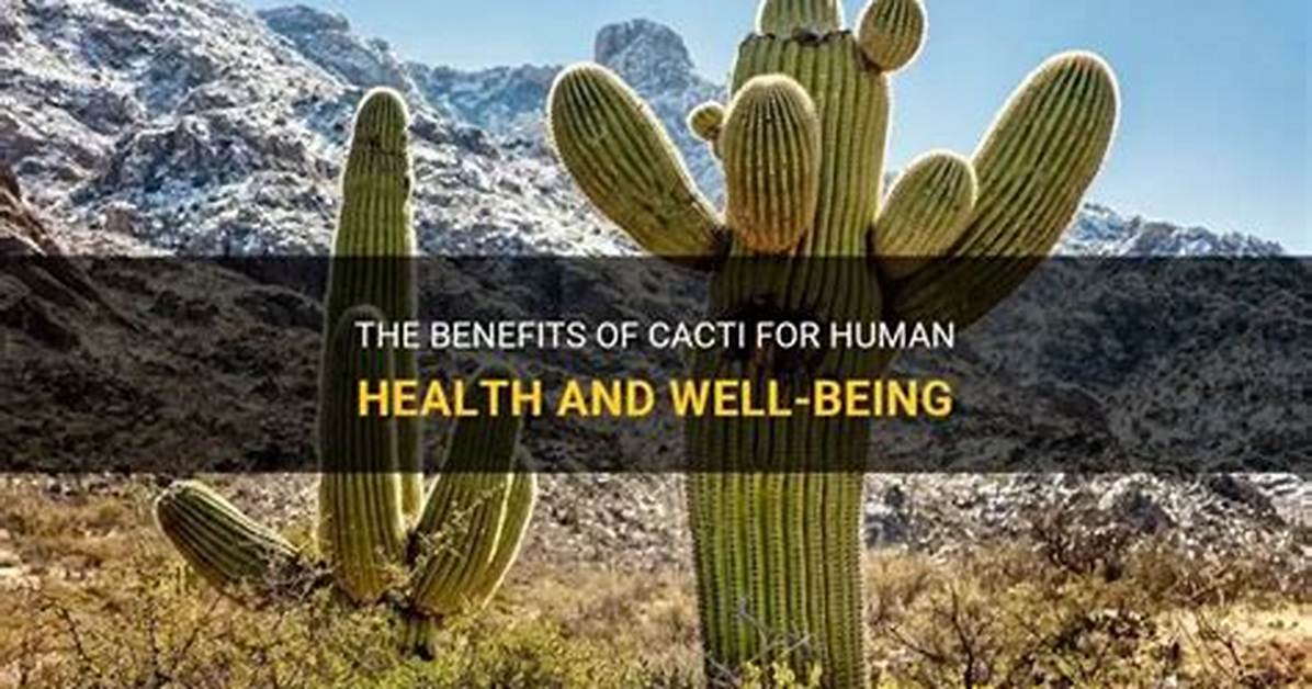 How Do Cactus Help Humans