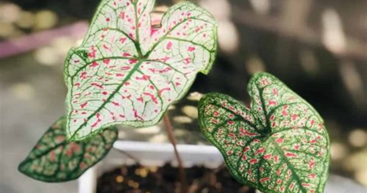 How Do Caladiums Reproduce? | Contextresponse. Com