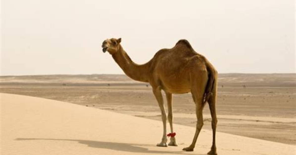 How Do Camels Sleep - Lisbd-Net. Com