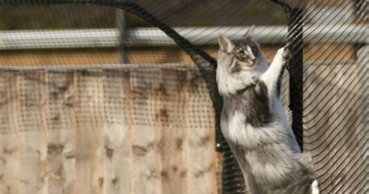 How Do Cat Fences Work