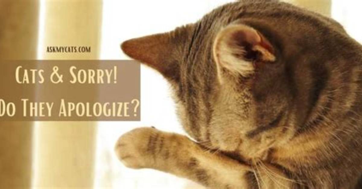 How Do Cats Apologize?