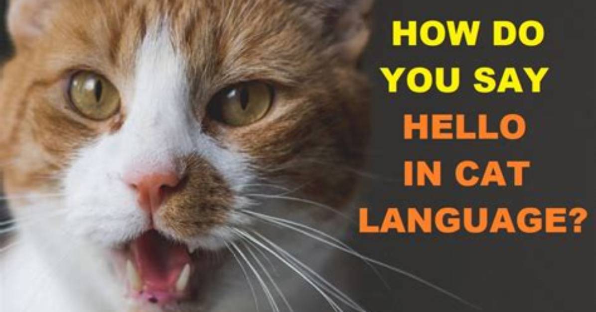 How Do Cats Say Hi?