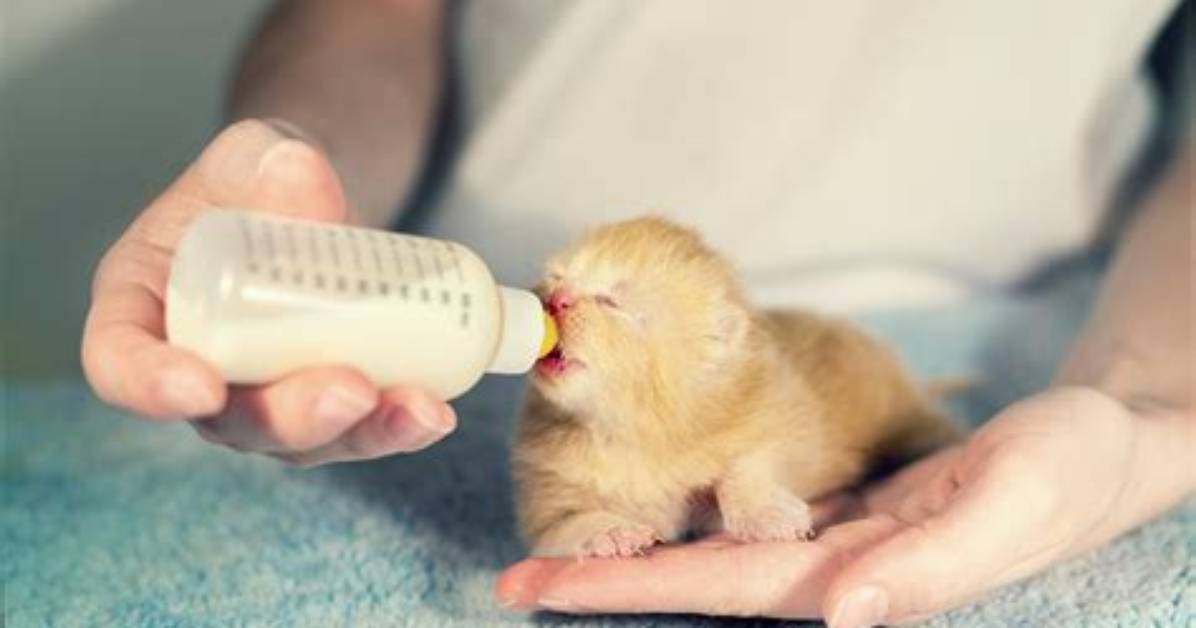 How Do Cats Suffocate Babies?
