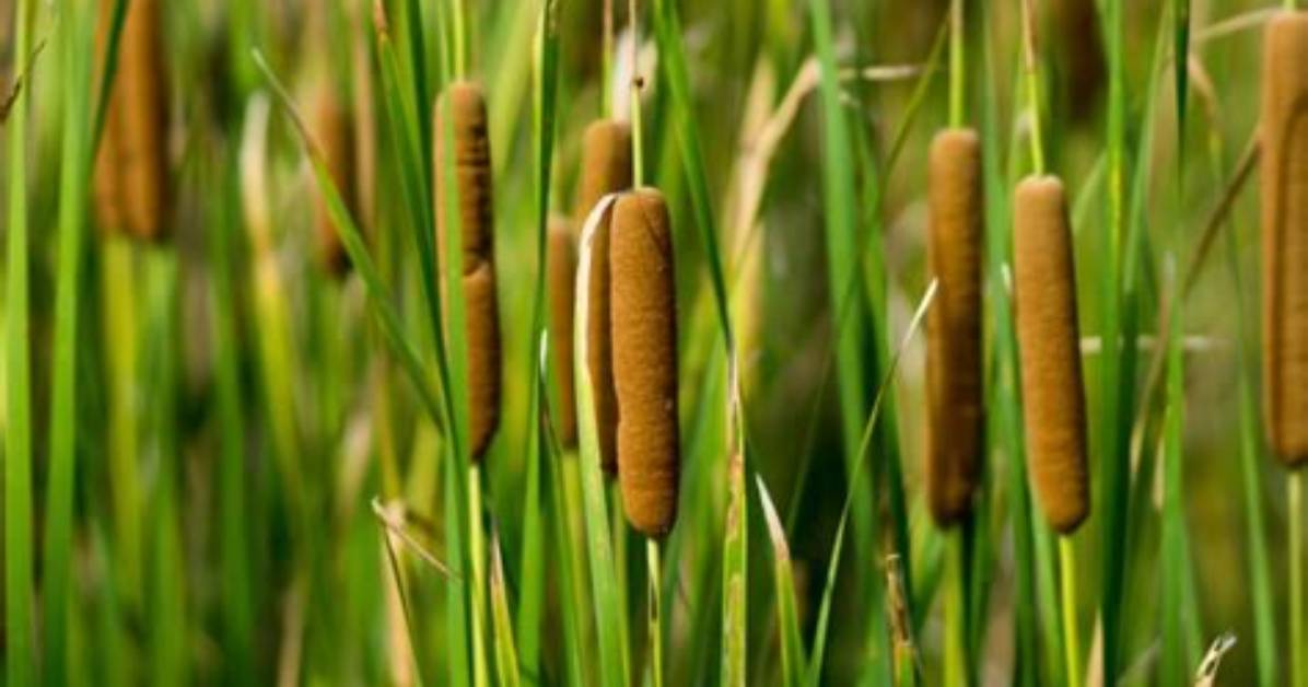 How Do Cattails Survive?