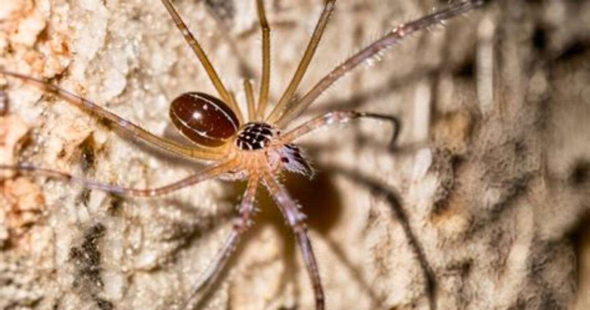 How Do Cellar Spiders Eat?