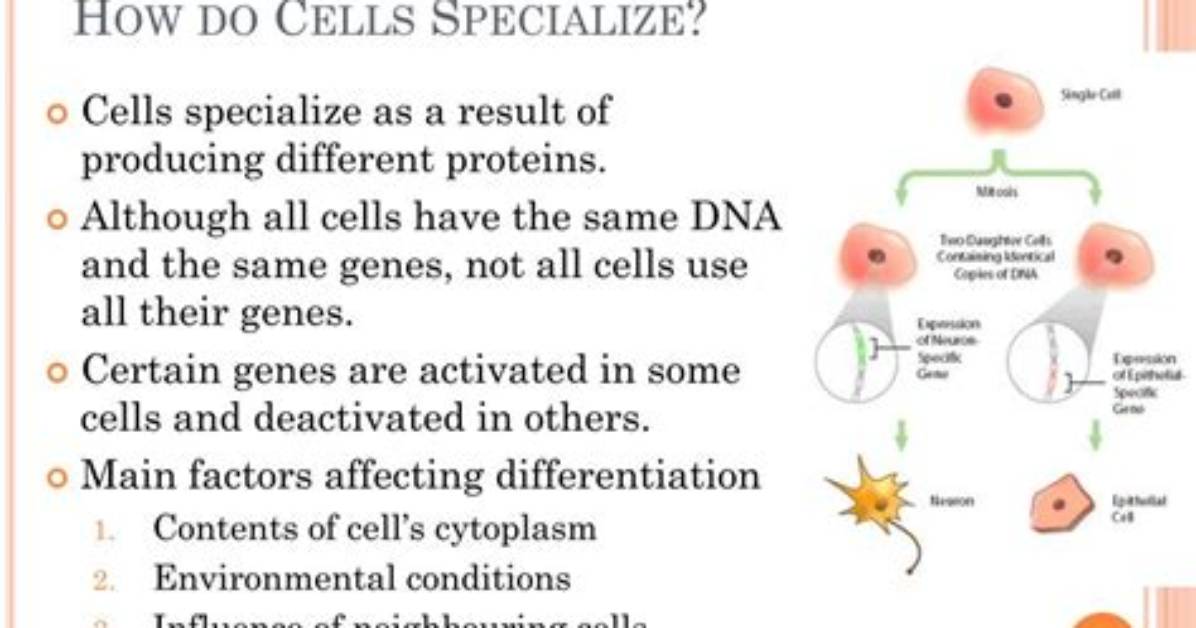 How Do Cells Specialize - Lisbd-Net. Com