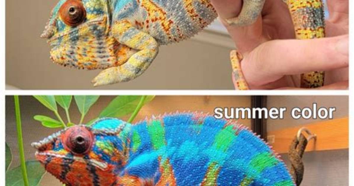 How Do Chameleons Change Color?