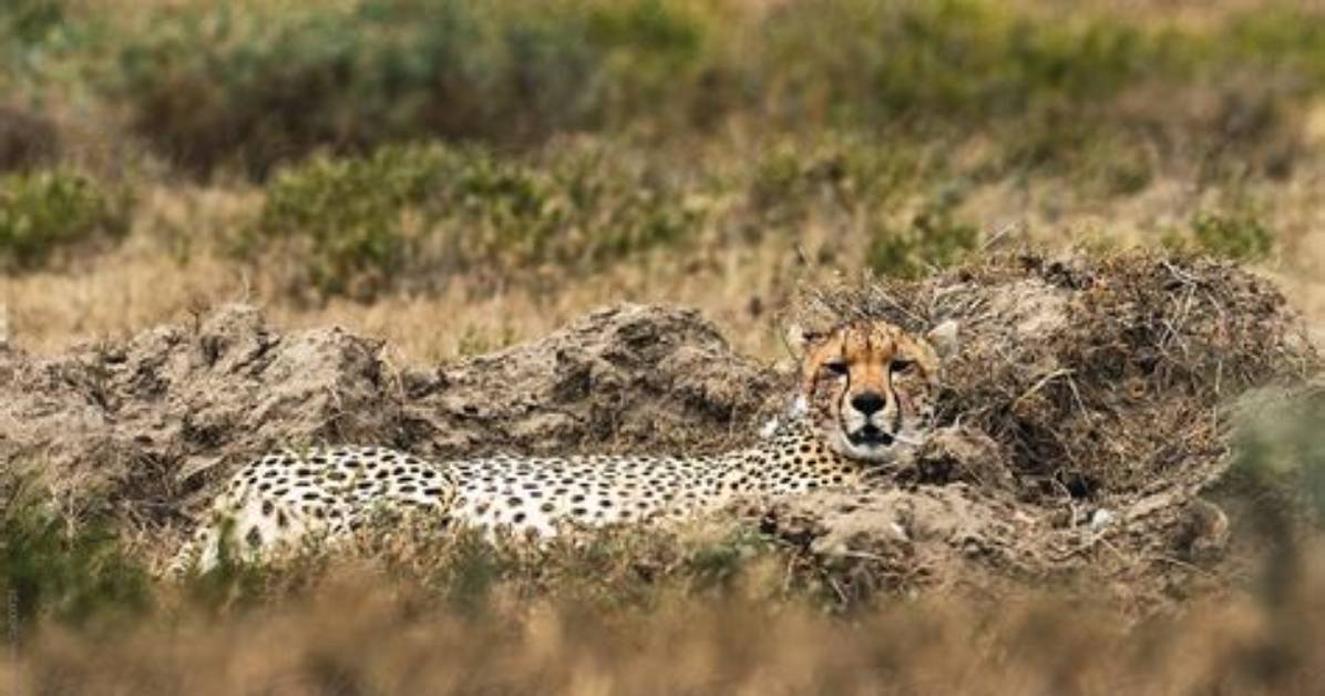 How Do Cheetah Camouflage - Lisbd-Net. Com