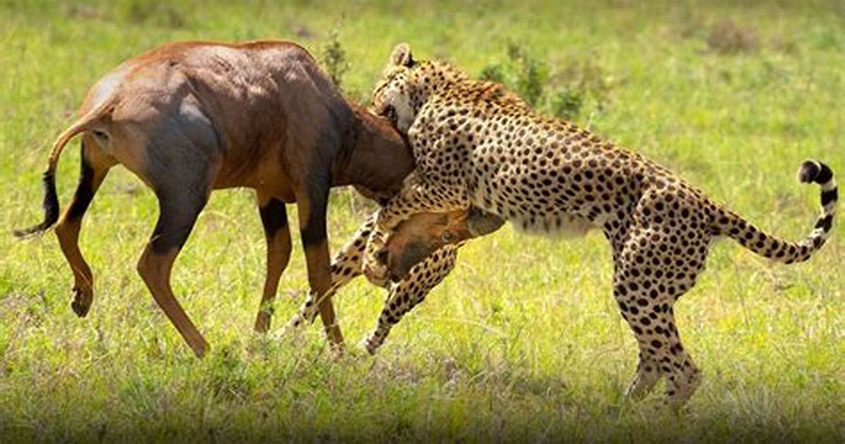 How Do Cheetahs Catch Their Prey