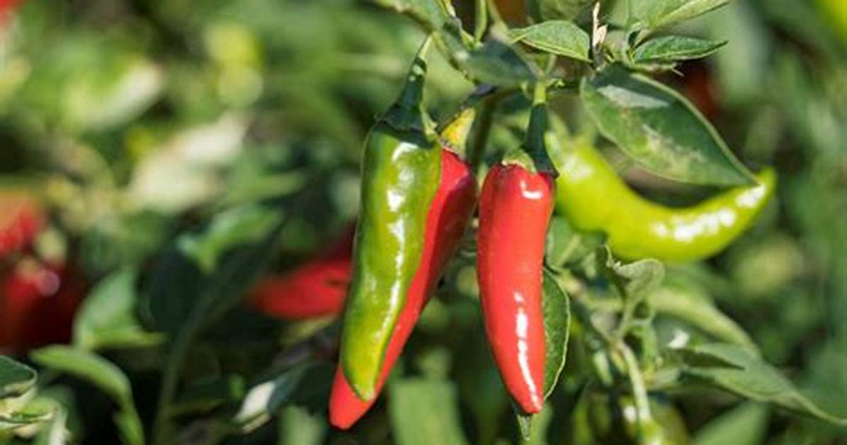 How Do Chilies Grow?